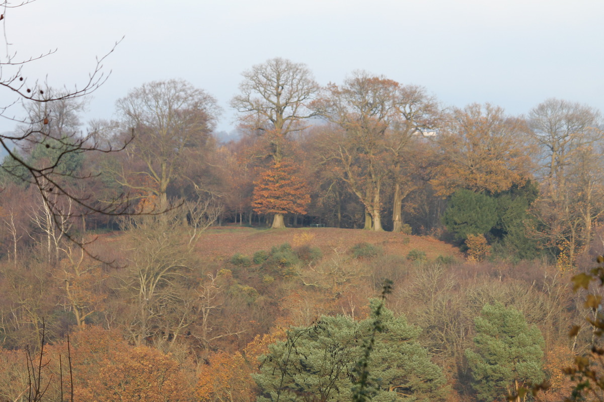 The Terrace from Glory wood showing clearance  this year.